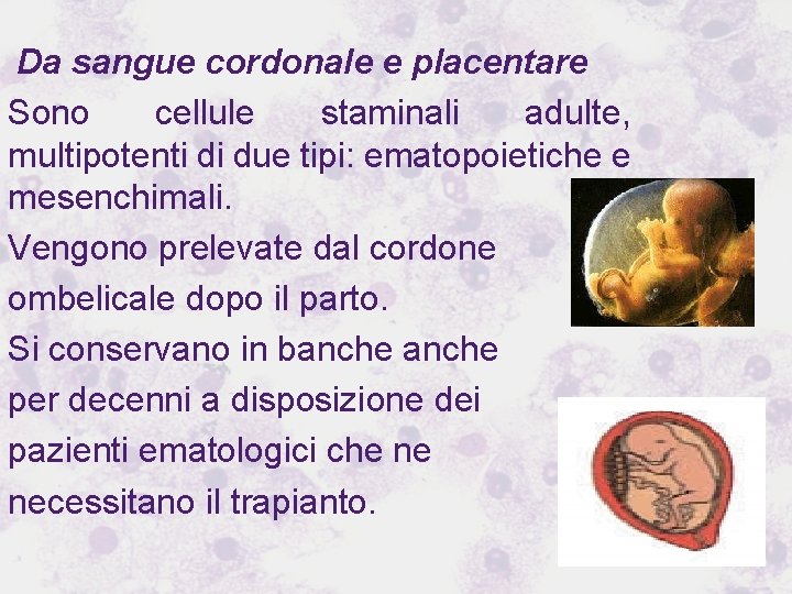 Da sangue cordonale e placentare Sono cellule staminali adulte, multipotenti di due tipi: ematopoietiche