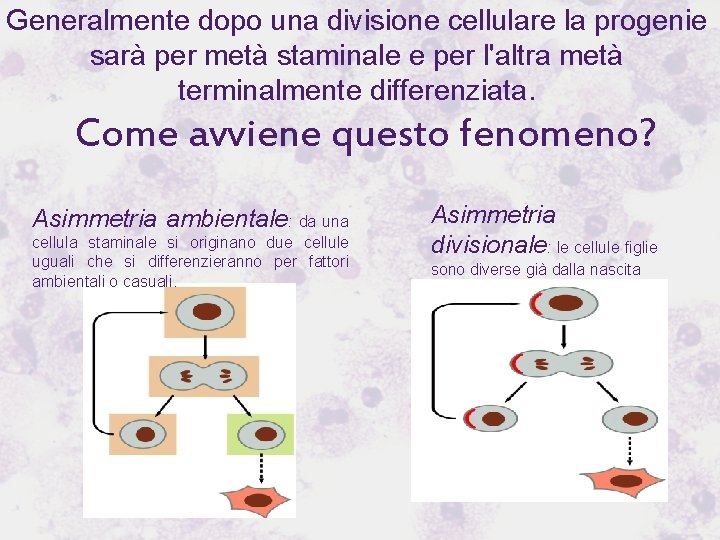 Generalmente dopo una divisione cellulare la progenie sarà per metà staminale e per l'altra