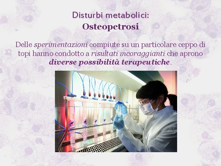 Disturbi metabolici: Osteopetrosi Delle sperimentazioni compiute su un particolare ceppo di topi hanno condotto
