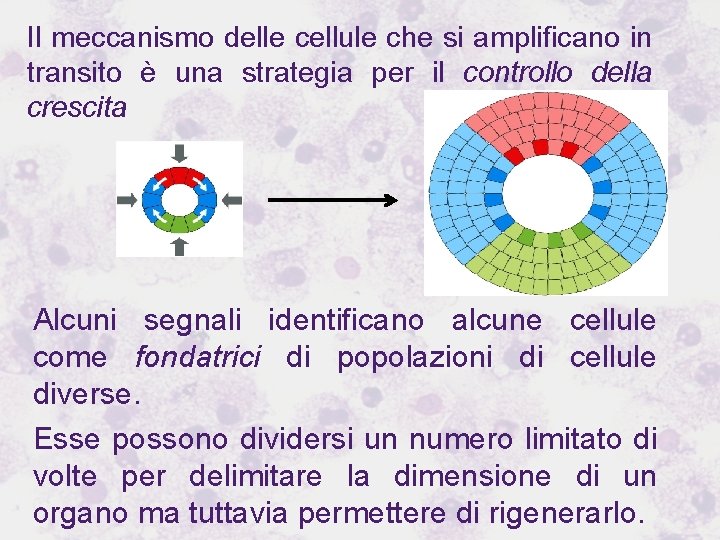 Il meccanismo delle cellule che si amplificano in transito è una strategia per il