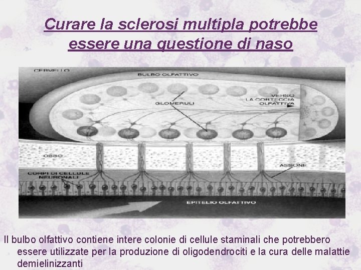 Curare la sclerosi multipla potrebbe essere una questione di naso Il bulbo olfattivo contiene