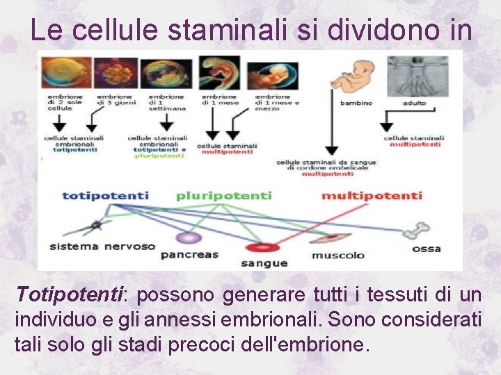 Le cellule staminali si dividono in in : Totipotenti: possono generare tutti i tessuti