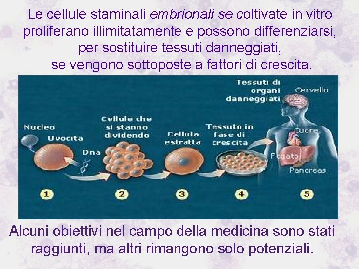 Le cellule staminali embrionali se coltivate in vitro proliferano illimitatamente e possono differenziarsi, per