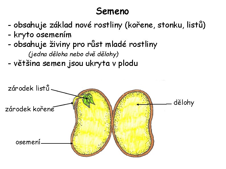 Semeno - obsahuje základ nové rostliny (kořene, stonku, listů) - kryto osemením - obsahuje