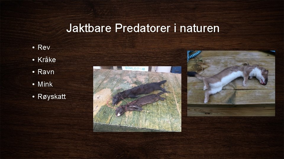 Jaktbare Predatorer i naturen • Rev • Kråke • Ravn • Mink • Røyskatt