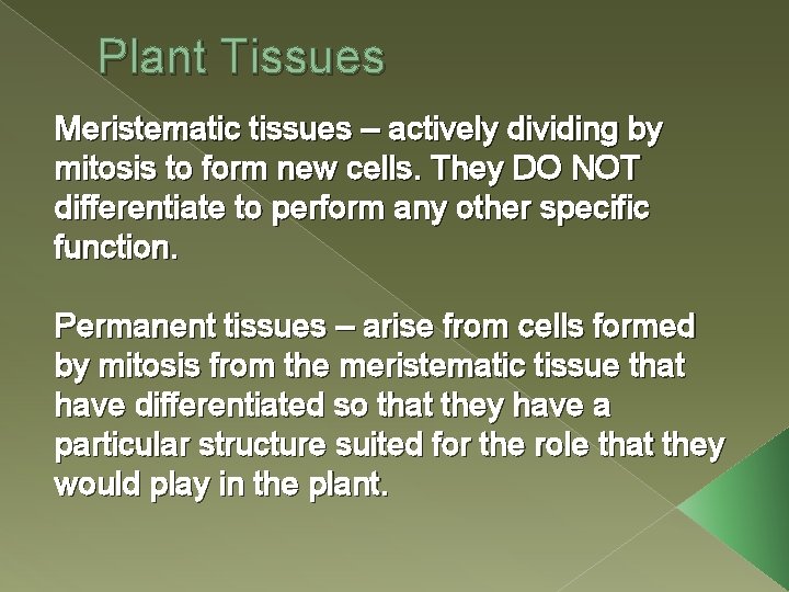 Plant Tissues Meristematic tissues – actively dividing by mitosis to form new cells. They