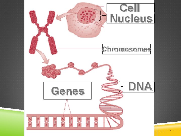 Cell Nucleus Chromosomes Genes DNA 