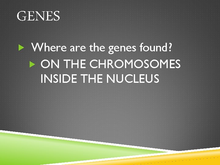 GENES Where are the genes found? ON THE CHROMOSOMES INSIDE THE NUCLEUS 