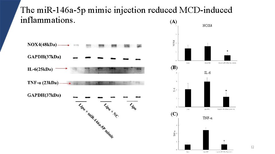 The mi. R-146 a-5 p mimic injection reduced MCD-induced inflammations. (A) NOX 4 (B)