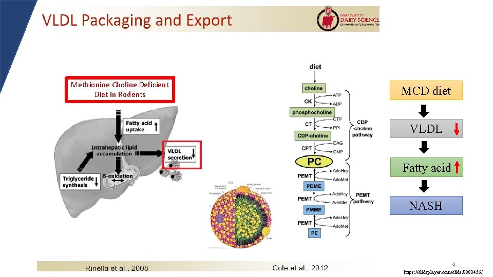 Methionine Choline Deficient Diet in Rodents MCD diet VLDL Fatty acid NASH 4 https: