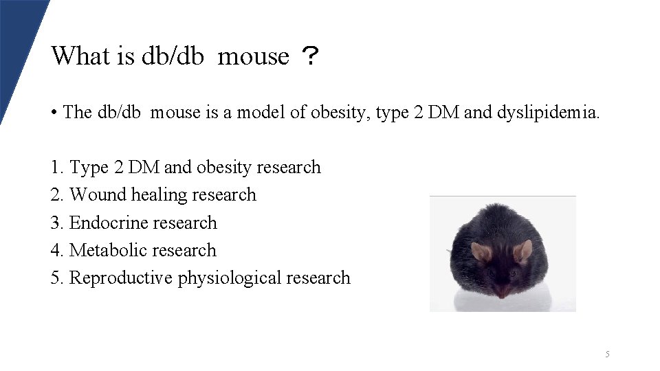 What is db/db mouse ？ • The db/db mouse is a model of obesity,