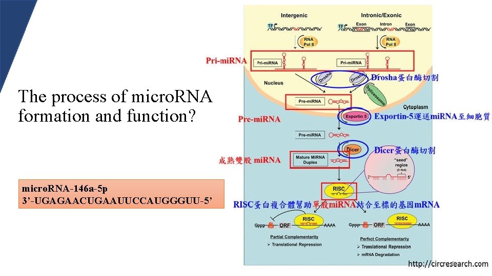 The process of micro. RNA formation and function? micro. RNA-146 a-5 p 3’-UGAGAACUGAAUUCCAUGGGUU-5’ 6