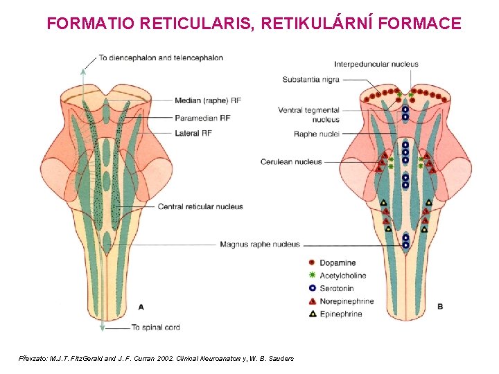 FORMATIO RETICULARIS, RETIKULÁRNÍ FORMACE Převzato: M. J. T. Fitz. Gerald and J. F. Curran