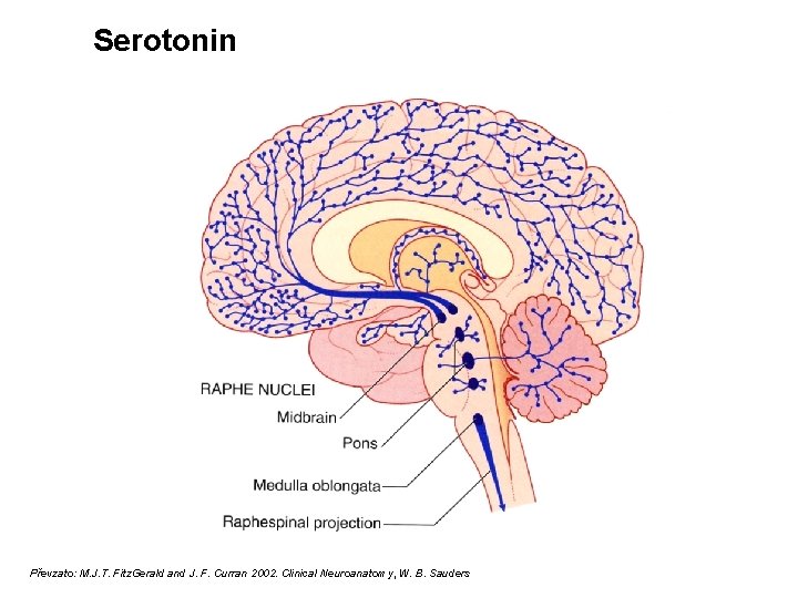 Serotonin Převzato: M. J. T. Fitz. Gerald and J. F. Curran 2002. Clinical Neuroanatomy,