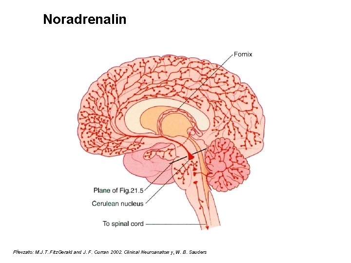 Noradrenalin Převzato: M. J. T. Fitz. Gerald and J. F. Curran 2002. Clinical Neuroanatomy,