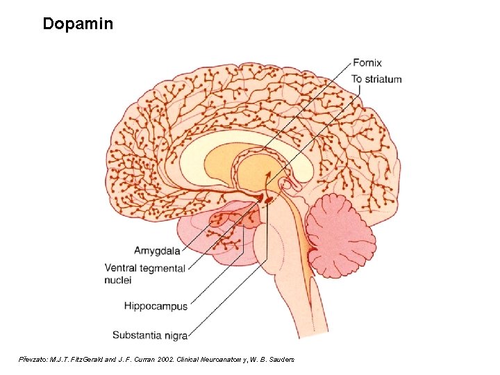 Dopamin Převzato: M. J. T. Fitz. Gerald and J. F. Curran 2002. Clinical Neuroanatomy,