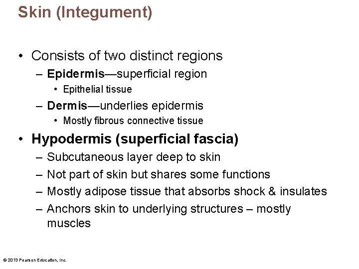 Skin (Integument) • Consists of two distinct regions – Epidermis—superficial region • Epithelial tissue