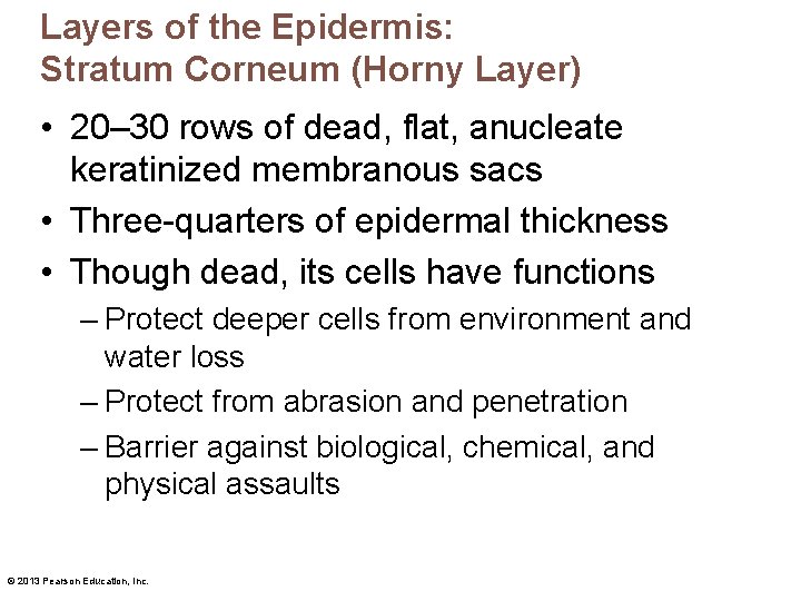 Layers of the Epidermis: Stratum Corneum (Horny Layer) • 20– 30 rows of dead,