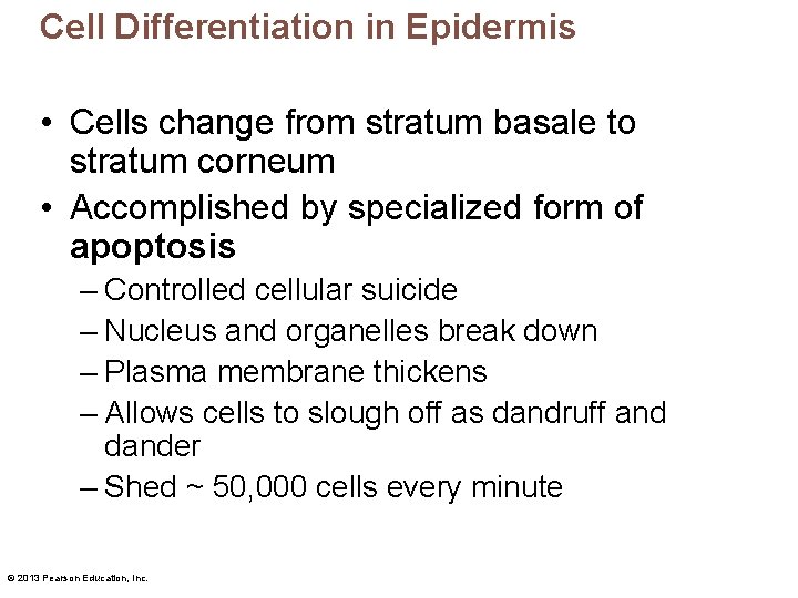 Cell Differentiation in Epidermis • Cells change from stratum basale to stratum corneum •