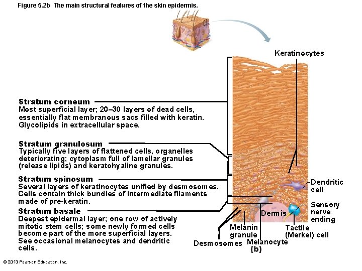 Figure 5. 2 b The main structural features of the skin epidermis. Keratinocytes Stratum