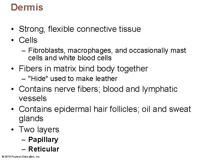 Dermis • Strong, flexible connective tissue • Cells – Fibroblasts, macrophages, and occasionally mast