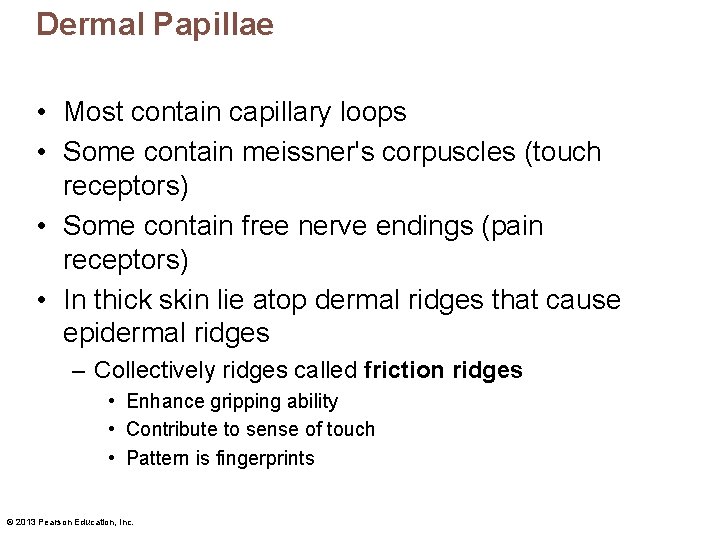 Dermal Papillae • Most contain capillary loops • Some contain meissner's corpuscles (touch receptors)