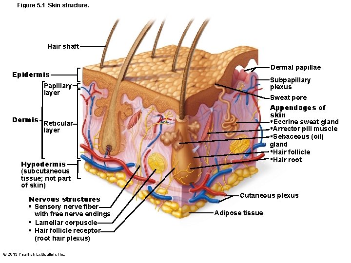 Figure 5. 1 Skin structure. Hair shaft Dermal papillae Epidermis Subpapillary plexus Papillary layer