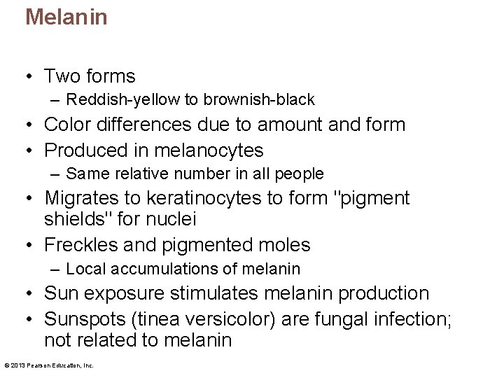 Melanin • Two forms – Reddish-yellow to brownish-black • Color differences due to amount