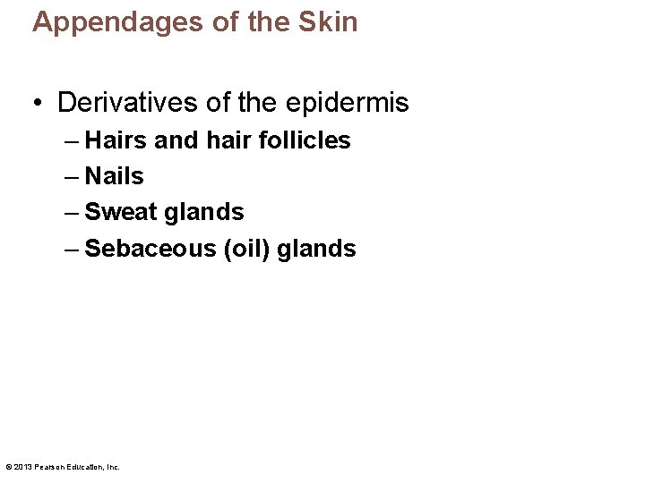 Appendages of the Skin • Derivatives of the epidermis – Hairs and hair follicles