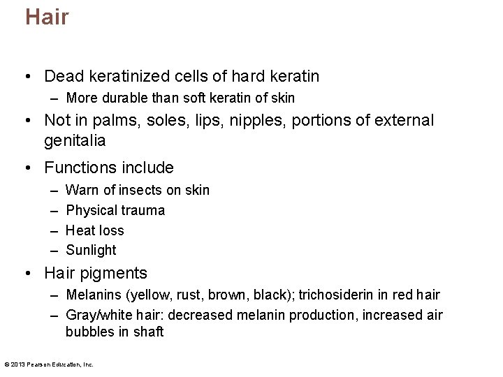 Hair • Dead keratinized cells of hard keratin – More durable than soft keratin