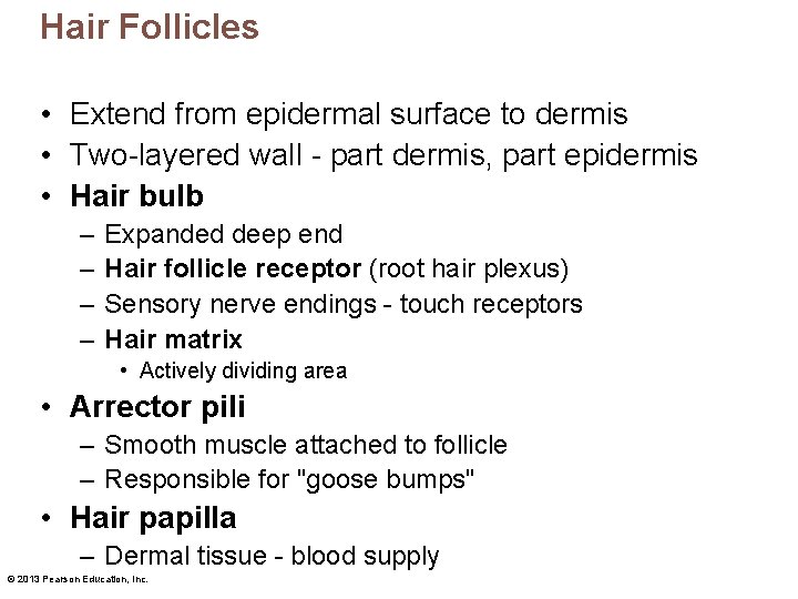 Hair Follicles • Extend from epidermal surface to dermis • Two-layered wall - part