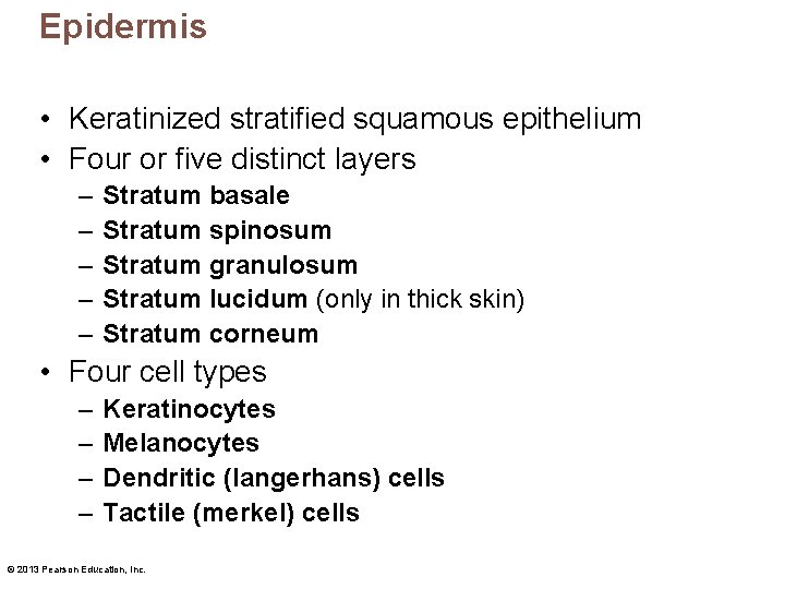 Epidermis • Keratinized stratified squamous epithelium • Four or five distinct layers – –