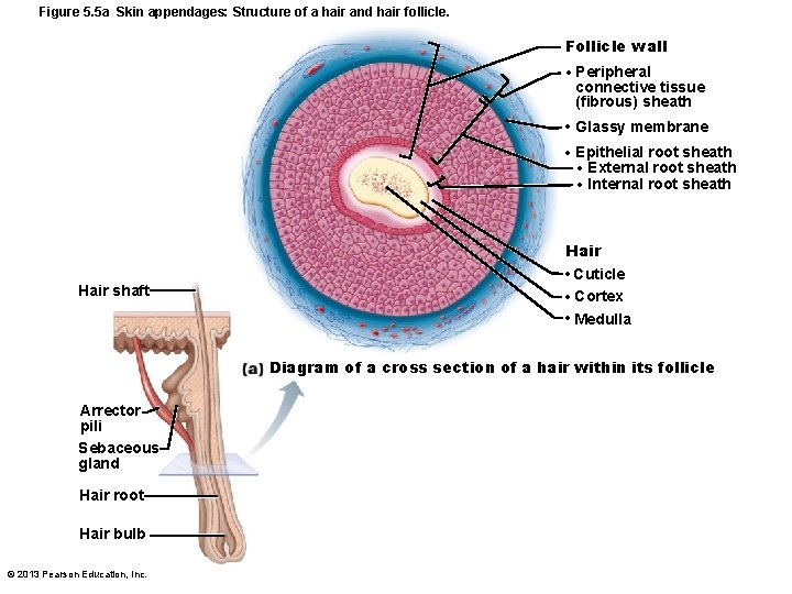 Figure 5. 5 a Skin appendages: Structure of a hair and hair follicle. Follicle