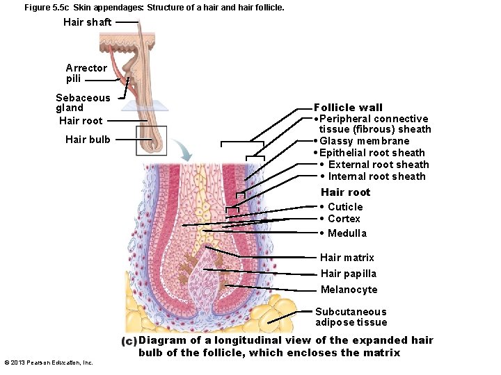 Figure 5. 5 c Skin appendages: Structure of a hair and hair follicle. Hair