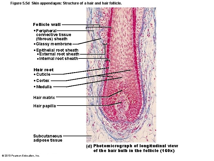 Figure 5. 5 d Skin appendages: Structure of a hair and hair follicle. Follicle