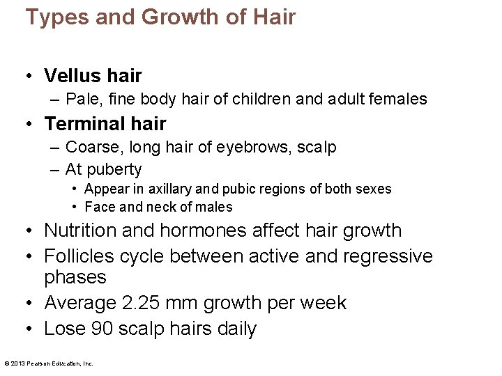 Types and Growth of Hair • Vellus hair – Pale, fine body hair of