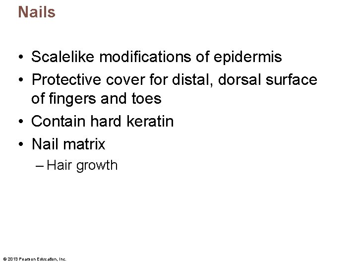 Nails • Scalelike modifications of epidermis • Protective cover for distal, dorsal surface of