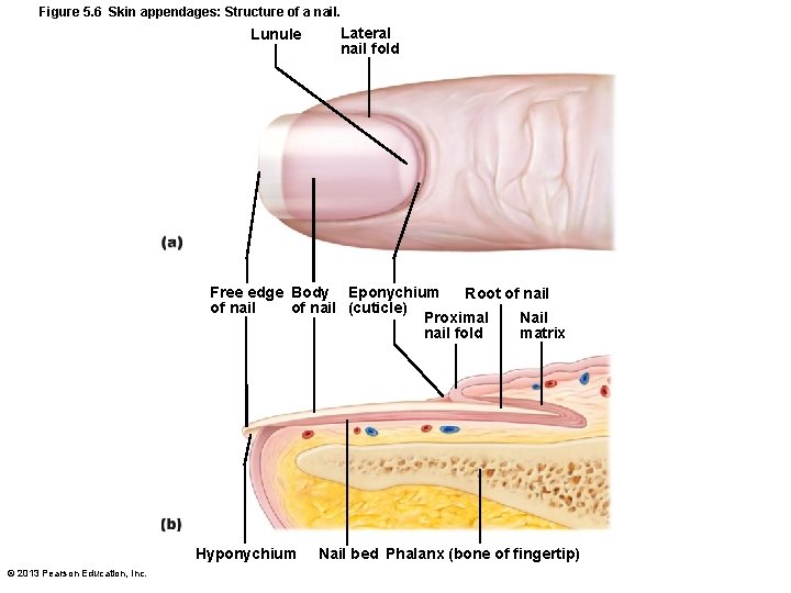 Figure 5. 6 Skin appendages: Structure of a nail. Lunule Lateral nail fold Free