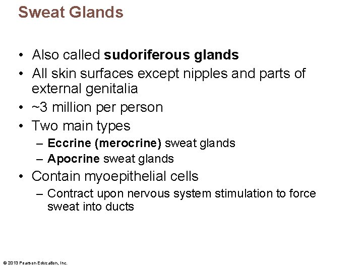 Sweat Glands • Also called sudoriferous glands • All skin surfaces except nipples and