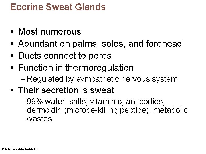 Eccrine Sweat Glands • • Most numerous Abundant on palms, soles, and forehead Ducts