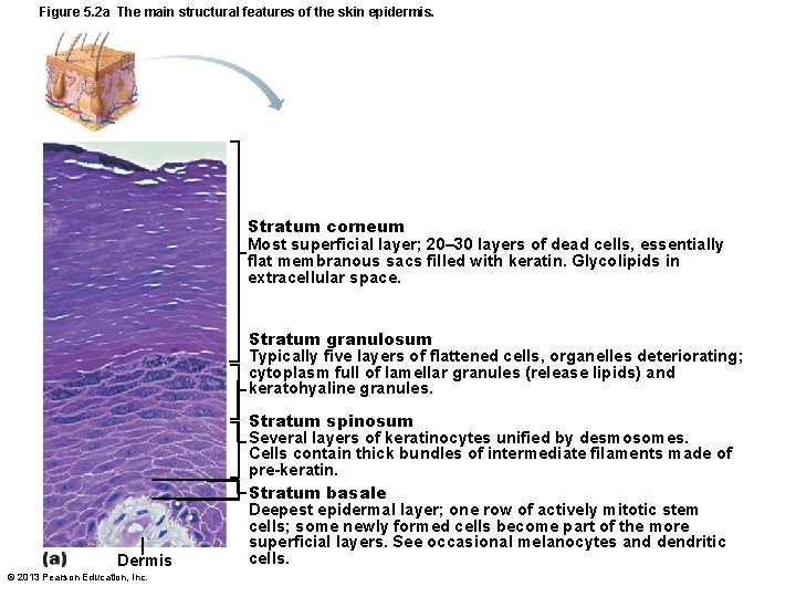 Figure 5. 2 a The main structural features of the skin epidermis. Stratum corneum