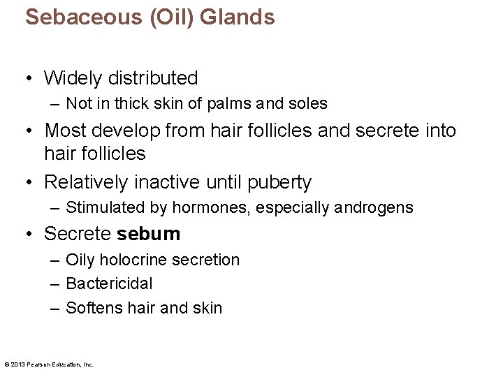 Sebaceous (Oil) Glands • Widely distributed – Not in thick skin of palms and