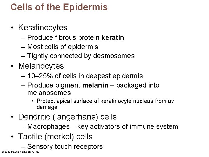 Cells of the Epidermis • Keratinocytes – Produce fibrous protein keratin – Most cells
