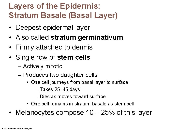 Layers of the Epidermis: Stratum Basale (Basal Layer) • • Deepest epidermal layer Also