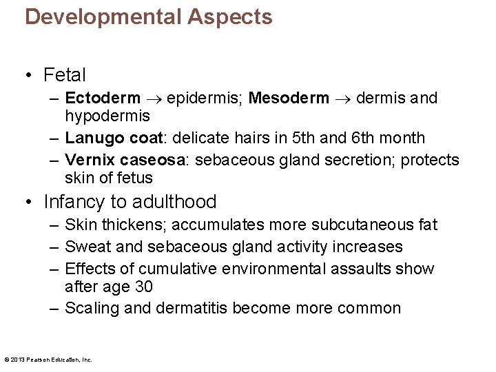 Developmental Aspects • Fetal – Ectoderm epidermis; Mesoderm dermis and hypodermis – Lanugo coat: