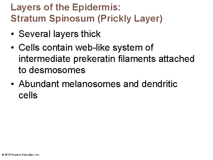 Layers of the Epidermis: Stratum Spinosum (Prickly Layer) • Several layers thick • Cells