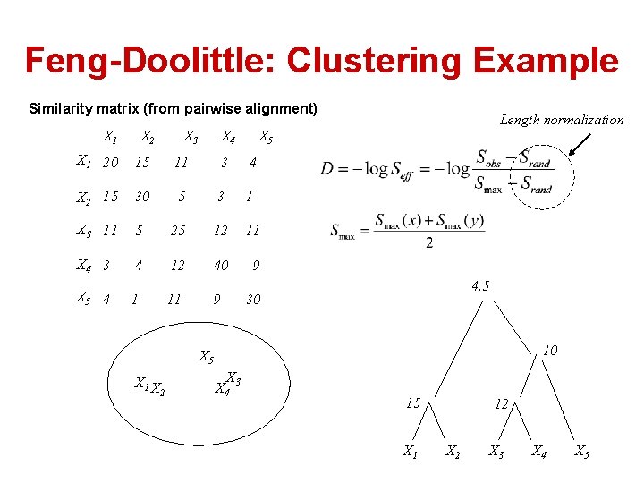 Feng-Doolittle: Clustering Example Similarity matrix (from pairwise alignment) X 1 X 2 X 3