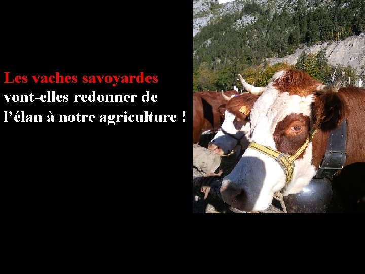 Les vaches savoyardes vont-elles redonner de l’élan à notre agriculture ! 