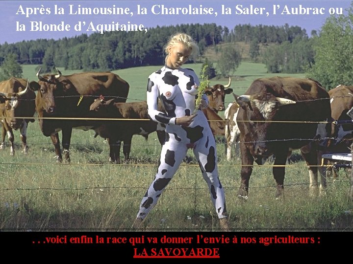 Après la Limousine, la Charolaise, la Saler, l’Aubrac ou la Blonde d’Aquitaine, . .