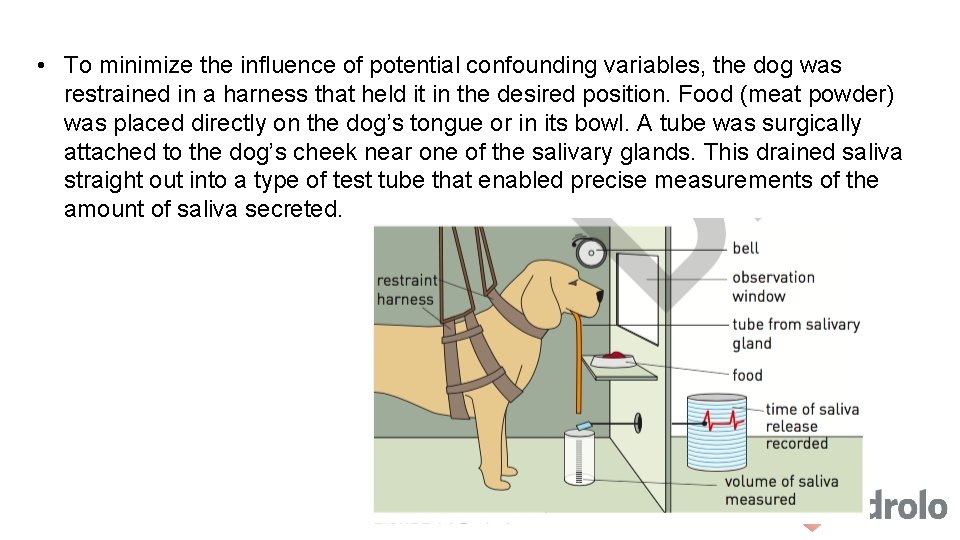  • To minimize the influence of potential confounding variables, the dog was restrained